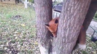 Tiki the fox likes to climb to high places (Day 220)