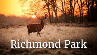 Richmond Park | London Walk | 4k | Day Hike Sunday |  Hiking UK | England