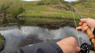 fly fishing for wild brown trout with dry flies | Northumberland