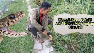 Tiba-tiba Muncul! Ular Jali Bersembunyi di Semak-semak! #funny #snake #kingcobra #buncul