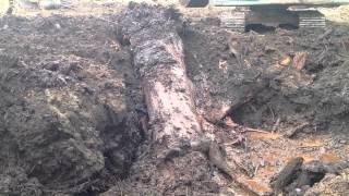 Extracting 50,000 year old swamp kauri
