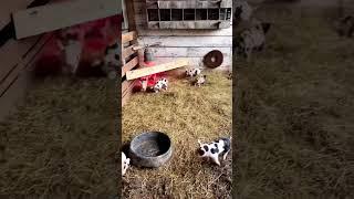 Pig Beautiful pet babies Funny  सुअर सुंदर पालतू बच्चे मज़ेदार #viral #shorts #animals #wildlife