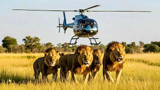 Helicopter Flight over Africa's Okavango Delta | Scenic Aerial Safari (4K UHD)