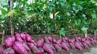 Revolutionary Technique: Growing Sweet Potatoes Vertically | Maximized Tuber Yield, Minimal Space