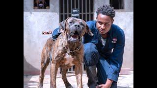 Dog Tv Kenya Episode 1 (Koge Wagido Kennel, Thome Estate Nairobi)