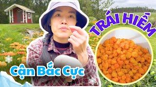 Picking Rare Fruits Growing in the Arctic Region - Thuy Jyri Family Finland