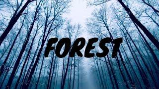 Forest Video | Nature Videos | Aesthetic Production | HD Video