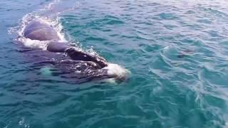 Wildlife Coast Cruises | Winter Whale Watching Cruise | Experience Oz