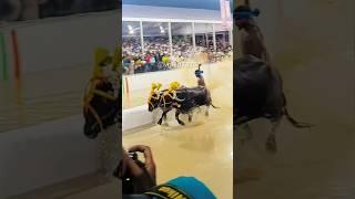 Buffalo race  Bangalore Kambala #palaceground #kambala #buffalorace #shorts #2023 #new #trending