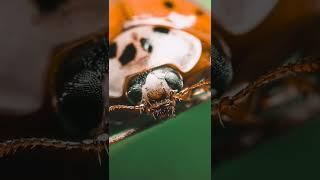 EXTREME Insect Macro Close-up #24 - (macro photography | Sony a7iii / Laowa 60mm f2.8) #shorts