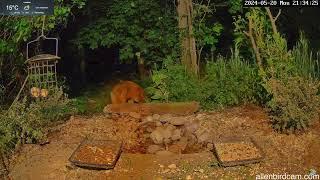 Fox chases cat!