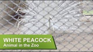 WHITE PEACOCK || Animal in the Zoo || Bangladesh National Zoo, Dhaka