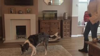 BORDER COLLIE TRAINING: Teaching the Place command