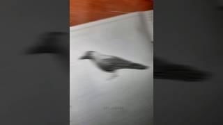 Some Birds Drawings | #shorts #shortvideo #viralvideo #birds