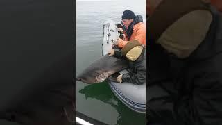 Дагестанцы поймали акулу жесть