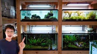 What's my goal for these Planted Aquariums??