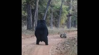 Tiger vs Sloth bear video taken by Naman Agarwal