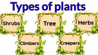 Types of plants | Types of plants for kids | herbs | Climbers | Different types of of tree | Shrubs