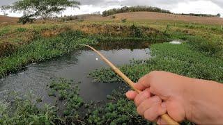 PESCARIA RAIZ, CAIPIRA DA GEMA. Vara de bambu com isca viva