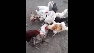 Kasianya kucing kena patuk dengan ayam