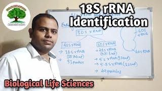 18S rRNA Identification