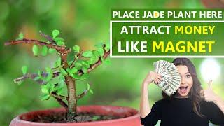 Right place of Jade Plant to attract Money like Magnet | Where to place a Jade Plant | Jade Plant