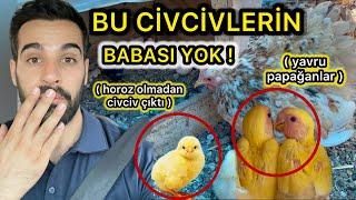 HOROZ OLMADAN CİVCİV ÇIKARTMAK ! ( DÜNYADA İLK )