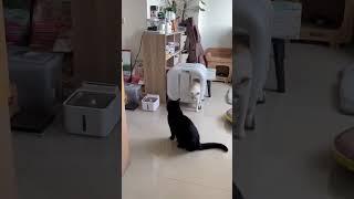 I'm a Free-Spirited Cat: Watch My Adventures! #funny #cutepets #cats