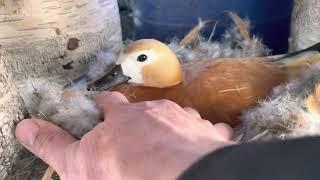 Ruddy Shelduck Рыжая утка Огарь. Потрогать утку загадать желание.