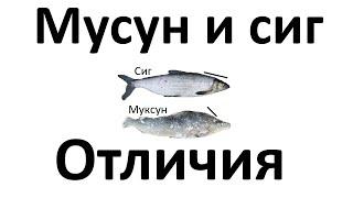 Муксун и сиг - чем отличается рыба