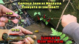 Gaperlu ke Malaysia nyari Channa Limbata Rim Merah, ternyata di sini masih Banyak limbata merah!!!