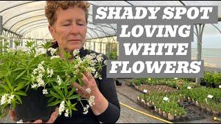 Shade-Loving Plants: The Perfumed World of White Flowers for Shady Areas!