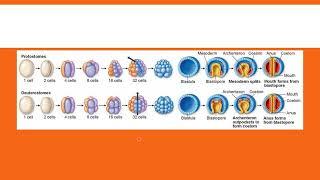 Protostomes vs Deuterostomes