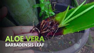 Propagating Aloe vera Barbadensis Leaves