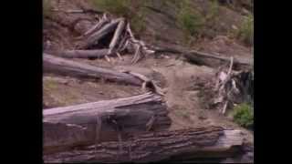 Mt. St. Helens (Fire Mountain)