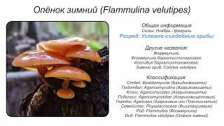 Опёнок зимний (Flammulina velutipes)