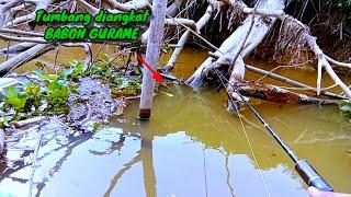 Pelampungku sampai tumbang saat memancing ikan gurame liar