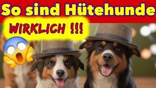 Hütehunde und die Nachteile dieser Hunderasse DAS SAGT DIR KEIN HUNDEZÜCHTER & HUNDETRAINER ️