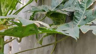 Freedom & Liberty: Lessons from Papaya leaves. The quest of papaya leaves, for air/ sunlight.