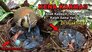 KENA KARMANYA‼ Anak Burung Kedasih Menetas Di Sarang Burung ini