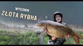 Wygonin - Złota Rybka