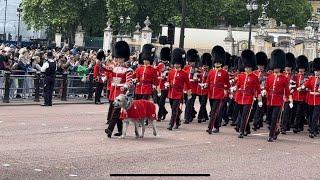 He’s Back with More Soldiers: Probably the Most Famous Dog in the World!