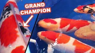 BELGIAN KOI SHOW 2021 | THE BEST KOI