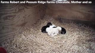 Baby Goat Nursery from Possum Ridge Farms