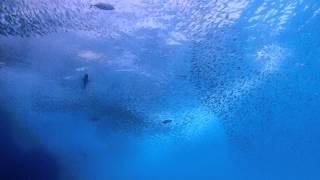 Cabo San Lucas Scuba diving - School of fish