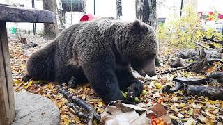 Утренняя встреча с медведем(2)