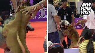 Pit bull viciously attacks another dog at pet show | New York Post