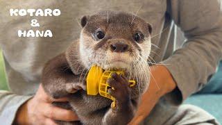 かわいいカワウソを怒らせるとこんなに怖い　My Otter Gets Mad At Me