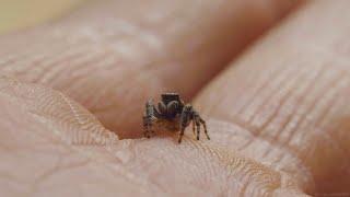 Паук-скакун в руке. Jumping spider (Salticidae) in the hand.