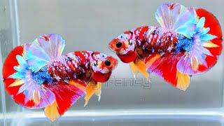 122"Most Beautiful Betta Fish: Stunning Colors & Gorgeous Betta Fish Tanks